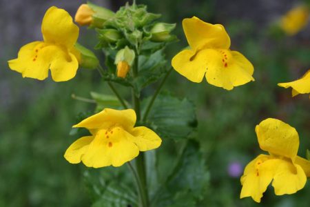 Bach-Blütentherapie: Mimulus