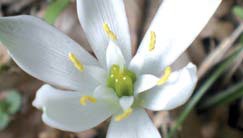 Bachblüten: Den Winter annehmen