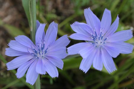 Chicory