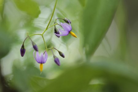 Der Bittersüße Nachtschatten (Solanum dulcamara)