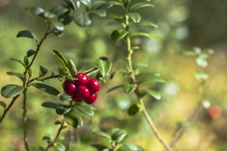 Großfrüchtige Moosbeeren