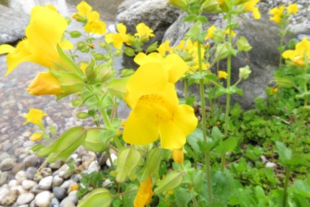 Mimulus - Die Tapferkeitsblüte