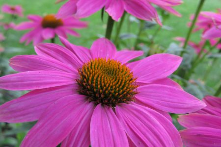 Echinacea purpurea