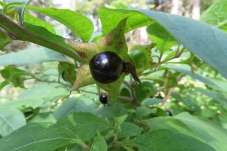 Atropa belladonna