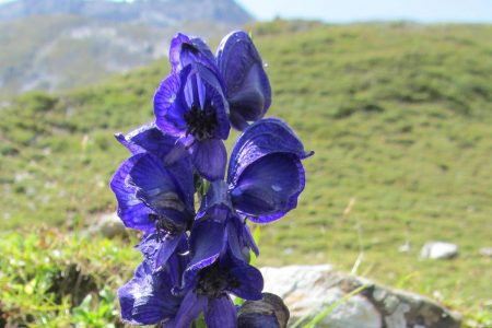 Aconitum napellus, der Blaue Eisenhut