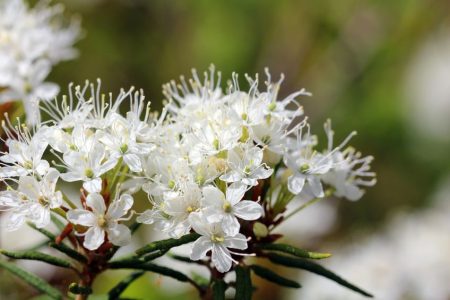 Ledum palustre, der Sumpfporst oder wilde Rosmarin