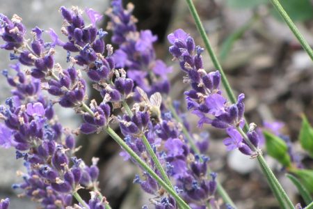 Der Echte Lavendel, Lavandula angustifolia Mill.