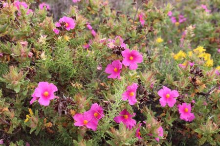 Die Zistrose, Cistus canadensis L.