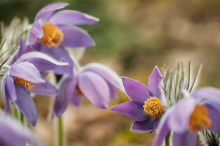 Pulsatilla pratensis - die Wiesenküchenschelle