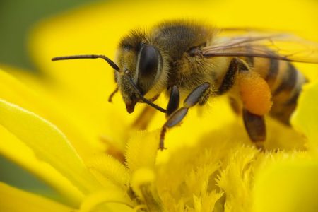 Propolis - ein "Bioantibiotikum" aus der Bienenwerkstatt