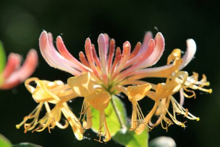 Honeysuckle - Echtes Geißblatt (Lonicera caprifolium)