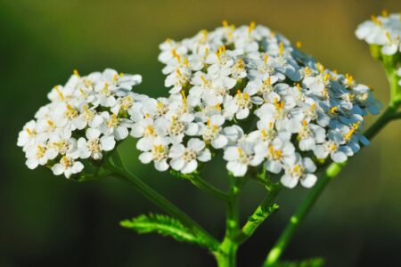 Die Schafgarbe / Achillea millefolium L.